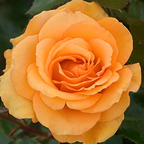 Bare Root Rose 'Super Trooper' Floribunda Rosa Hardy Shrub Repeat-Flowering Scented Orange Blooms Easy to Grow Your Own Garden Flowers, 1x Bare Roots by Thompson and Morgan