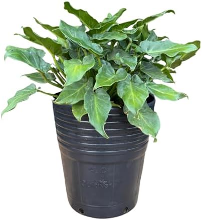 Muda de Filodendro Xanadu 30cm - Para Vasos e Jardins - Muda Exót...