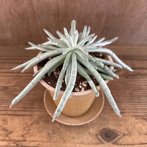 �Z�l�V�I �X�P�C�{�T�X �G�R�|�b�g�x�[�W�� Senecio Scaposus �L�N�� �Z�l�V�I��