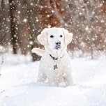 Paper House Pack of 6 Artistic Charity Christmas Cards - 'Dog In The Snow' - Snow Flurry - From The Great British Card Company