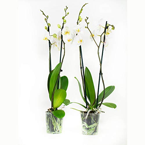 Orchids from Botanicly – 2 × Butterfly Orchid White – Height: 60 cm, 2 Stems, White Flowers – Phalaenopsis Springtime