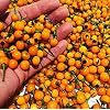 تعتبر بذور Wild Chili Aji Charapita 25+ أغلى التوابل في العالم