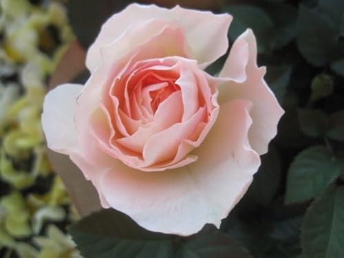 白 バラ苗」の人気商品一覧 | 安い商品を通販サイトから探す - 価格.com