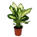 Exotenherz - Dieffenbachia Camilla - 1 pianta - Pianta da interno facile da pulire - depuratore d'aria - vaso da 12 cm