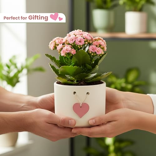 Image of Urban Plant Cherish Terracotta Pot with Heart Tag | 4.7 Inch Matte Finish Planter with Drainage Hole | Decorative Indoor Tabletop Flower Pot for Gifting & Home Decor