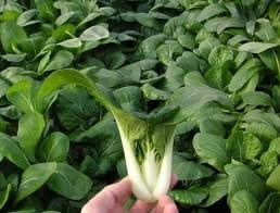 1000+ Bok Choy or Pak Choi Chinese Cabbage Seeds Vegetable Seeds