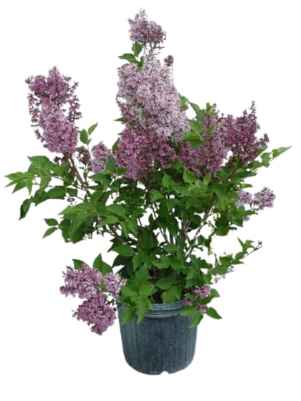 Green Promise Farms Miss Kim Lilac