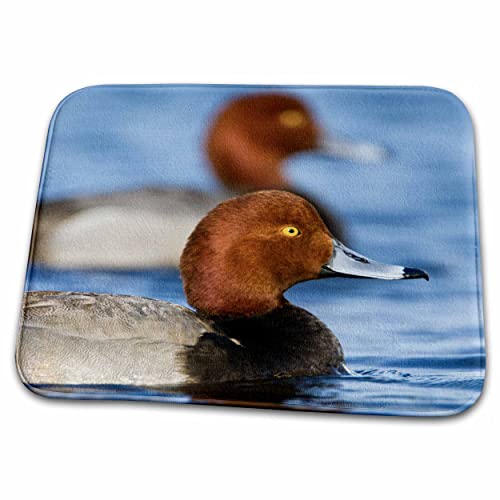 Dish Drying Mat - Redhead Duck male in freshwater pond near Laguna Madre, Texas. Larry Ditto - Ducks