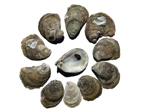 Natural Oyster Shells for Arts and Crafts, Cleaned Unscented 20 pieces per pack. Sizes: 2-3 inches, 3-4 inches, and 4-5 inches. Not polished or sanded. Carefully packed for shipping (3-4