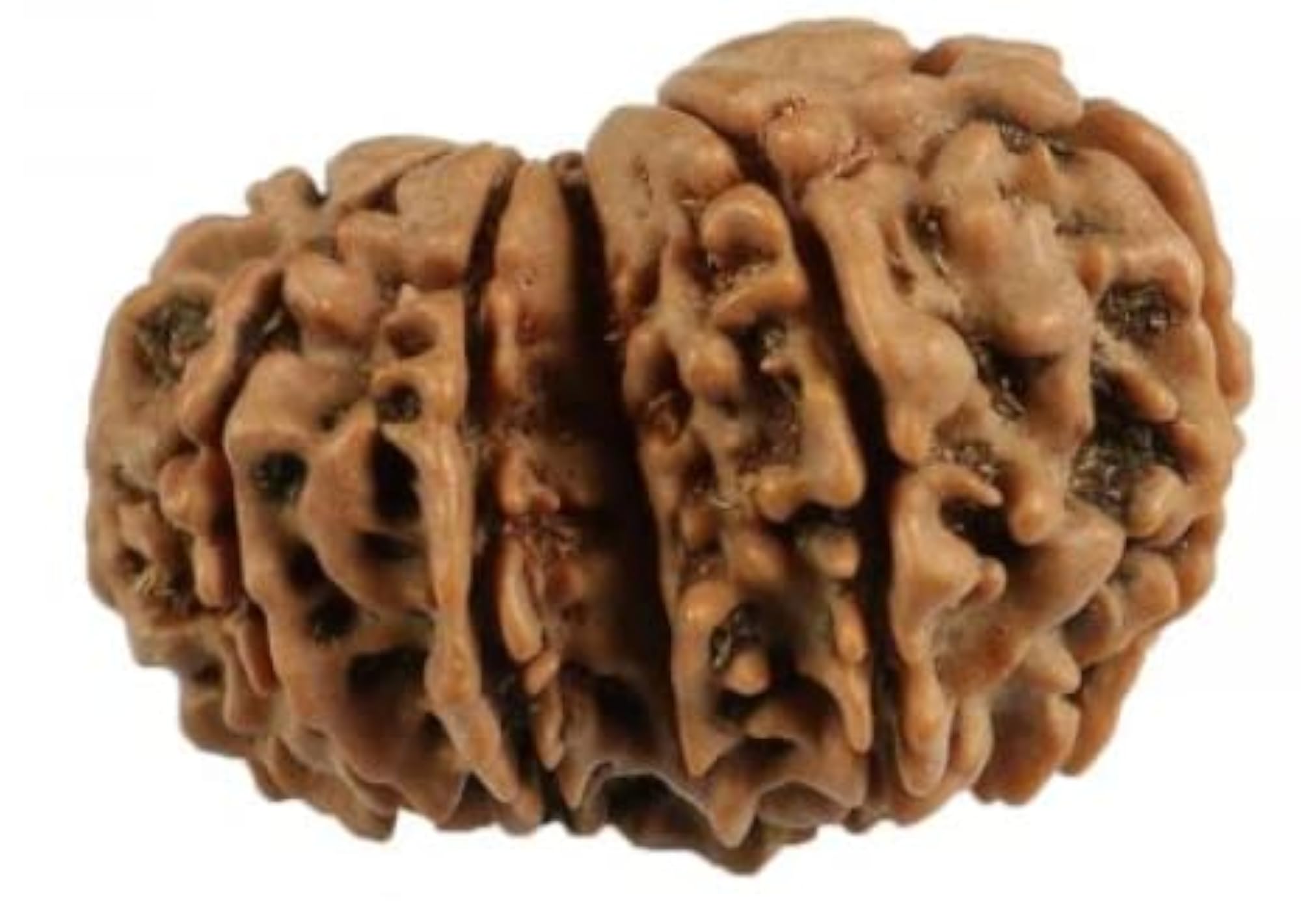 Gauri Shankar Rudraksha, Natural Colour, Certified