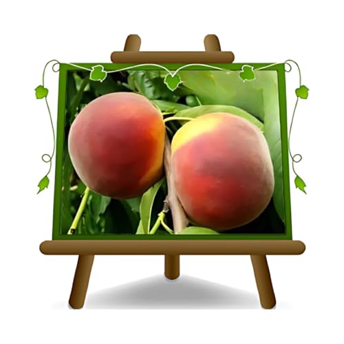 EURO PLANTS VIVAI Pesco Pesche a Polpa Gialla Fayette - Pianta da Frutto Antico su Vaso ø 24/26 cm - Altezza 170~200 cm - Età 4 Anni