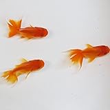 【生体】【国産】オランダ獅子頭 M 6cm～9cm前後 3匹 emuwai