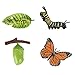 Uposao Lebenszyklus Modelle Schmetterling, Simulation Tierwachstumszyklus Modell Lebenszyklus Tierfiguren Spielzeug Biologie Wissenschaft Modell Wachstum Stadium Modell für Kinder