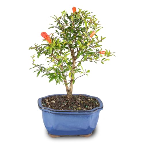 Brussel's Bonsai Live Pomegranate Outdoor Bonsai Tree-3 Years Old 6' to 10' Tall with Decorative...