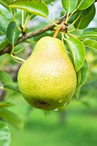 eGarden.store - Pianta vera di Pero Pyrus Communis diverse varietà disponibili - Albero da frutto già innestato in vaso età 2 anni ottima fruttificazione facile da coltivare all'esterno (Favarsa)