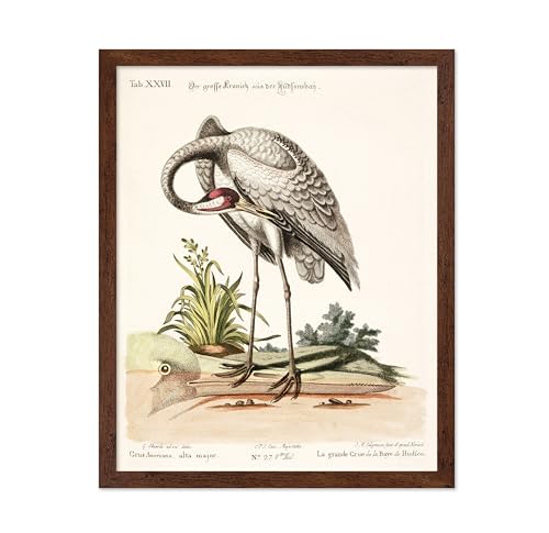 Poster Master Vintage George Edwards Poster - Retro Great White Crane Print - Bird Art - Gift for Men, Women & Animal Lover - Decor for Dorm, Office, Living Room or Bedroom, 8x10 Brown Framed