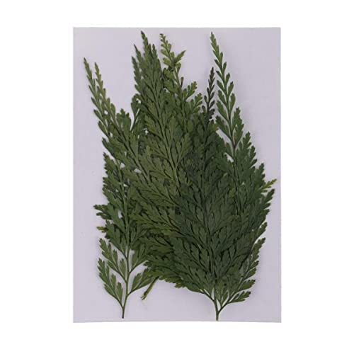 THE STYLE SUTRA® 2x12 Pieces Natural Pressed Dried Flowers Fern Leaves DIY Art Craft Scrapbooks | Crafts | Home Arts & Crafts | Floral Crafts | Dried Botanicals & Potpourri | Dried Flowers-picture-27