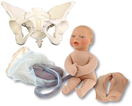 Vinyl Pelvis Model Set for Teaching Birth Childbirth Midwife Doula