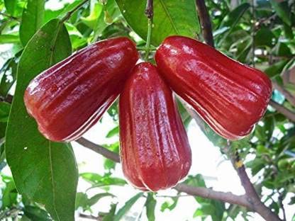 Mitu Red Malay Variety Wax Apple Water Apple Java Apple Fruit (Air layered/Grafted) Live Plants & Tree(1-1.5 Ft Size) (B0BC9YT7R3) Amazon Price History, Amazon Price Tracker