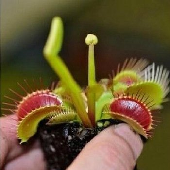 (Insectivorous Bs001) 20 PCS / Pack Potted Insectivorous Plant Seeds Dionaea Muscipula Giant Clip Venus Flytrap Seeds Carnivorous Plant