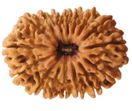 VIBHA GEMS Natural Colour Beads 16 Mukhi Rudraksha from Nepal Certified by Lab for Men & Women