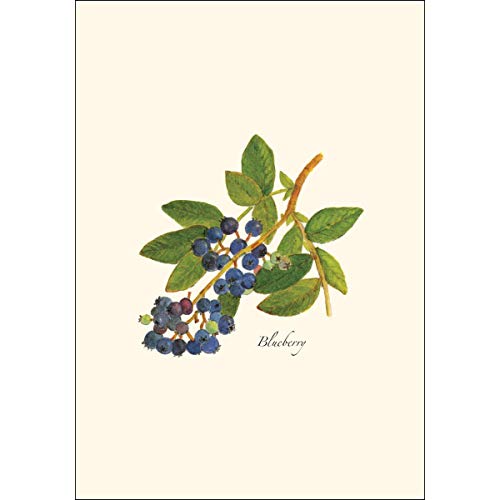 Image of Earth Sky + Water - Berry Assortment Notecard Set - 8 Blank Cards with Envelopes (2 each of 4 styles)