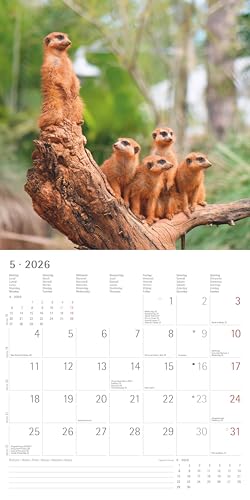 Alpha Edition - Erdmännchen Kalender 2026 – Wandkalender 30x30 cm – Für Tierfreunde & Erdmännchen-Fans – 12 bezaubernde Fotografien, viel Platz für Notizen, mit Feiertagen & Ferienterminen: Suricates