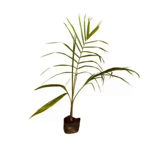 Genérico, Muda de Palmeira Real 20 a 40cm AMK - Plantas Online