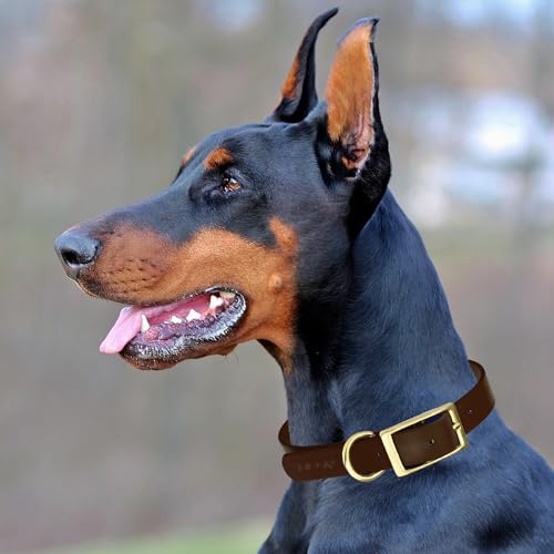 Image of Viper Biothane Heavy Duty Waterproof Dog Collar Strong Coated Nylon Webbing w /Solid Brass Hardware Odor-Proof Easy to Clean High Performance Fits Small Medium or Large Dogs, Dark Chocolate Brown