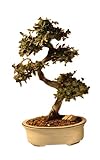 Bonsaiboy Chinese Elm Bonsai Tree - Large Curved Trunk Style Ulmus Parvifolia