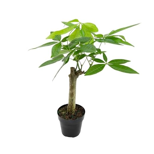Live Money Tree Bonsai Plant in 2.5-inch Pot