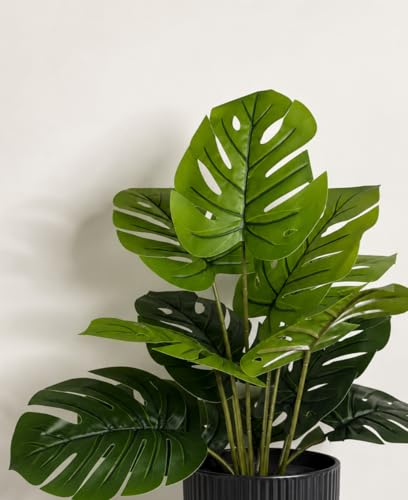 Image of Cocco.BUA Artificial Plant with Black Pot, 18 Leaves, 76 CM (2.5 Feet) (Monstera Plant)