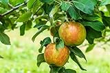 Honeycrisp Apple Tree - Semi Dwarf Root Stock - Live Plant Shipped 3 Feet Tall by DAS Farms
