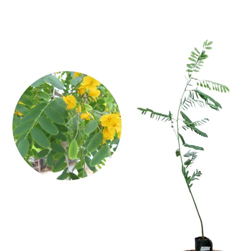 Genérico, Muda de Tipuana 20 a 40cm AMK - Plantas Online