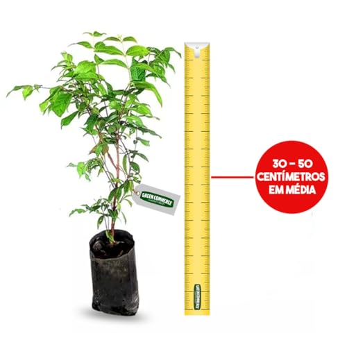 Muda de Araçá Boi Fruta Yogurte Araçá Boi Verdadeiro