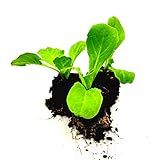 - Jedes Set enthält sechs einzelne Jungpflanzen, bewurzelt und bereit zu wachsen.