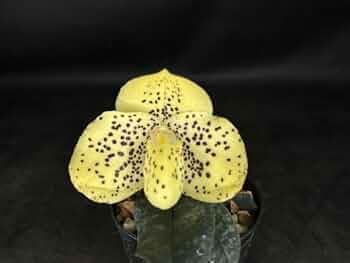 パフィオページ 楽天市場】【花なし株】 パフィオペディラム フォエベ Paph