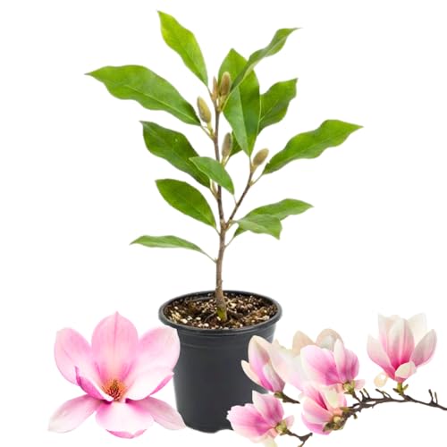 Magnolia Tree Live Plant for Planting, Magnolia Flowers Bush 6 to 12 Inches Height, in Pot, Fragrant Magnolia Shrub (Ann Magnolia)