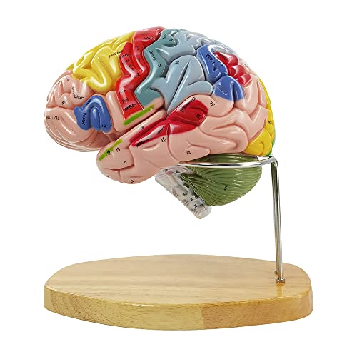 1.5 Mal Lebensgröße Anatomie Menschliches Gehirnmodell für Neurowissenschaften Lehre, Wissenschaft Klassenzimmer Studie Display Medizinisches Modell, 9 Farben Etiketten, um Gehirn zu identifizieren