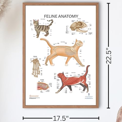 Anatomy Lab Feline Poster, LAMINATED, Veterinary Anatomy and Physiology, 17.3 x 22.5 Inches, Cat Diagram, Animal Anatomical Chart for Education Learning and Students