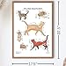 Anatomy Lab Feline Poster, LAMINATED, Veterinary Anatomy and Physiology, 17.3 x 22.5 Inches, Cat Diagram, Animal Anatomical Chart for Education Learning and Students