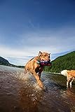 Chuckit! (2 Pack Zipflight Amphibious Flying 6-Inch Ring Dog Fetch Toy Small