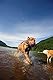 Chuckit! (2 Pack Zipflight Amphibious Flying 6-Inch Ring Dog Fetch Toy Small