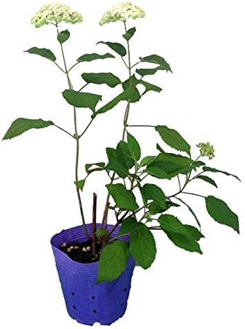 Amazon Co Jp アメリカアジサイ ライムのアナベル5号ポット3株セット ライムグリーンの大輪花 Pw Diy 工具 ガーデン