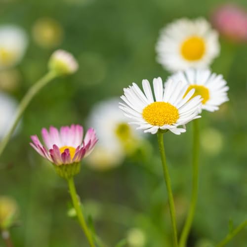 Bio Spanisches Gänseblümchen 'Blütenmeer' weiß, Topf 11x11 cm, 3 Pflanzen