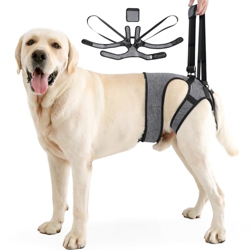 Aide au transport de chien, harnais réglable pour les pattes arrière, harnais portable pour chien handicapé, blessé ou âgé, taille XL