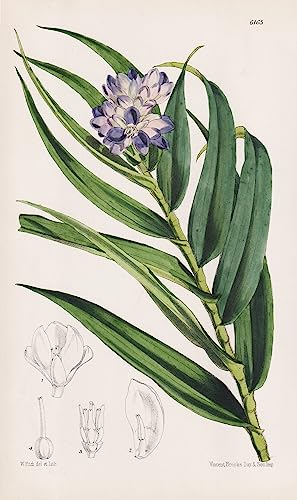 Dichorisandra Sundersii. Tab. 6165 - Brasil Brazil Brasilien / Pflanze Planzen plant plants / flower flowers Blume Blumen / botanical Botanik botany / aus 