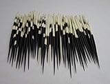 50 pc Fat South African Porcupine quills 6' to 8'