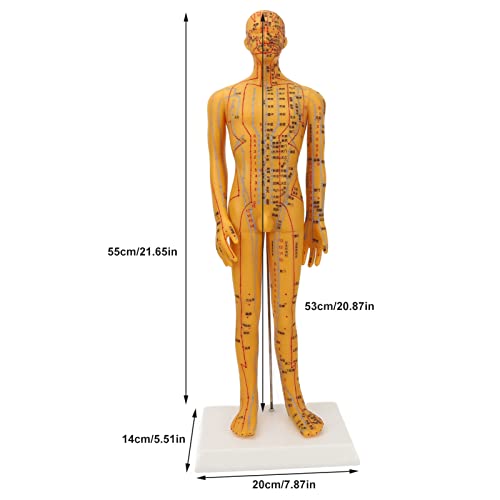 Mannequin d'acupuncture de corps humain pour maîtriser les méridiens - 4
