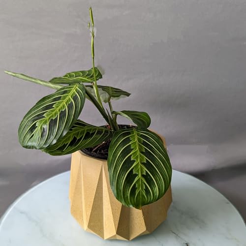 Image of Little Jungle X CuteCrete Sage Concrete Planter For 3 inch - 4 inch Pots (Yellow) | | flower pots for home decoration | Balcony Decor | Garden